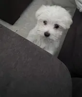 Snoopy, a male Maltese for sale in Palm Beach, FL – 1 of 1