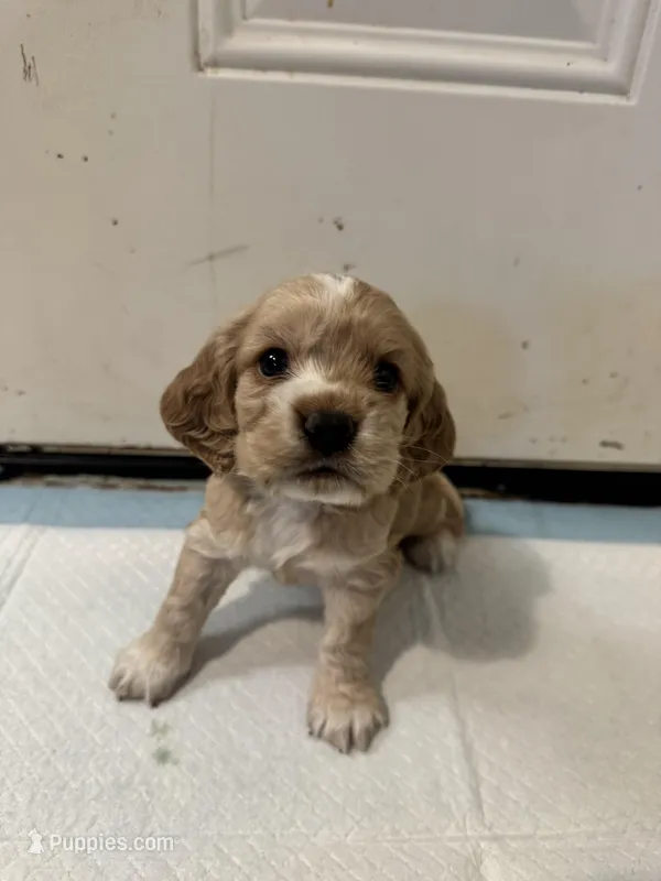 Daisy  – English Cocker Spaniel puppy for sale in Anaheim, CA