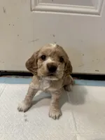 Daisy , a female English Cocker Spaniel for sale in Anaheim, CA – 1 of 3