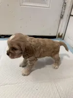 Daisy , a female English Cocker Spaniel for sale in Anaheim, CA – 2 of 3