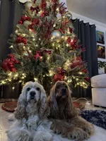 Daisy , a female English Cocker Spaniel for sale in Anaheim, CA – 3 of 3