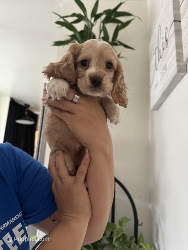 Daisy  – English Cocker Spaniel puppy for sale in Anaheim, CA