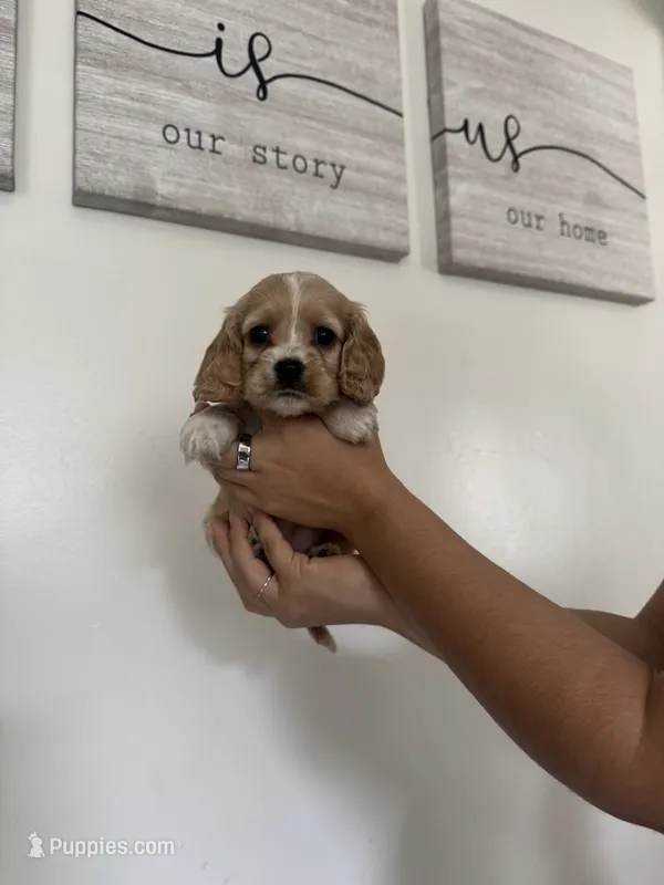 Peach  – English Cocker Spaniel puppy for sale in Anaheim, CA