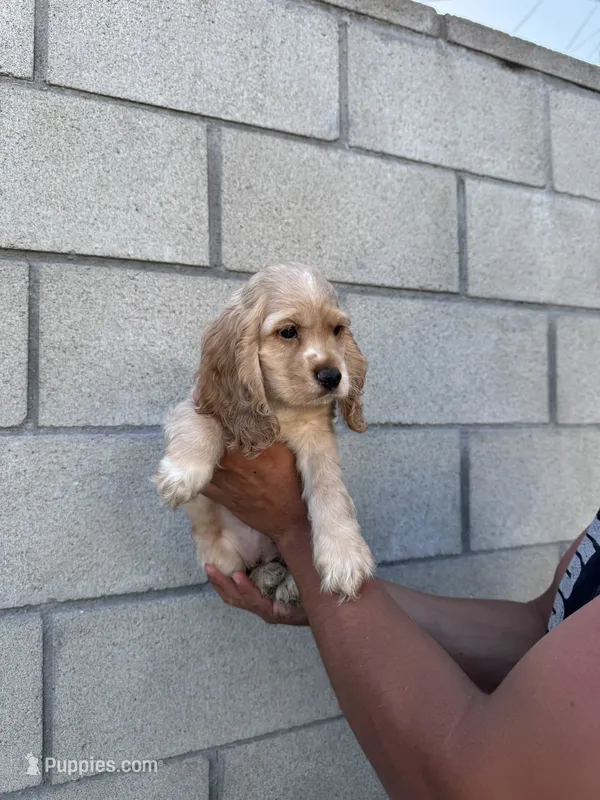 Daisy  – English Cocker Spaniel puppy for sale in Anaheim, CA