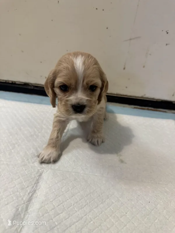 Peach  – English Cocker Spaniel puppy for sale in Anaheim, CA