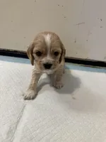 Peach , a female English Cocker Spaniel for sale in Anaheim, CA – 1 of 3