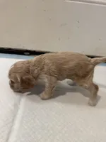 Peach , a female English Cocker Spaniel for sale in Anaheim, CA – 2 of 3