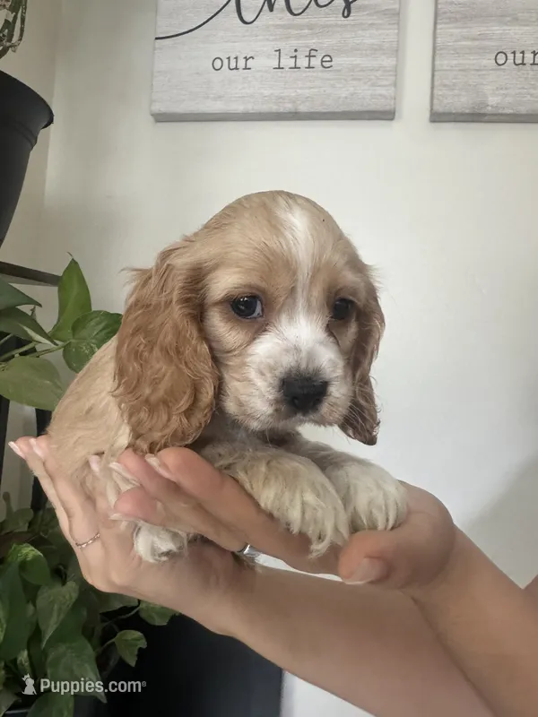 Yoshi – English Cocker Spaniel puppy for sale in Anaheim, CA