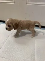 Yoshi, a male English Cocker Spaniel for sale in Anaheim, CA – 3 of 4