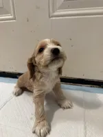 Yoshi, a male English Cocker Spaniel for sale in Anaheim, CA – 2 of 4
