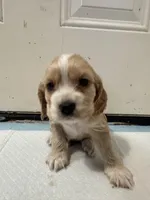 Yoshi, a male English Cocker Spaniel for sale in Anaheim, CA – 1 of 4