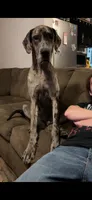 Magnus, a male Great Dane for sale in Hayden, AL – 3 of 4