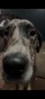 Magnus, a male Great Dane for sale in Hayden, AL – 2 of 4