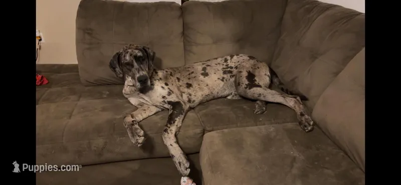 Magnus – Great Dane puppy for sale in Hayden, AL