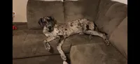 Magnus, a male Great Dane for sale in Hayden, AL – 1 of 4