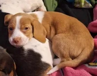 Sunny, a female Beagle for sale in Hayden, AL – Photo 2 of 3