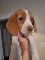 Sunny, a female Beagle for sale in Hayden, AL – Photo 1 of 3