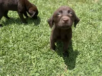 Brothers , a male Labrador Retriever for sale in Compton, CA – 5 of 7