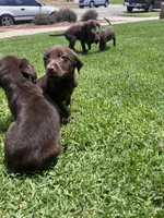 Brothers , a male Labrador Retriever for sale in Compton, CA – 6 of 7