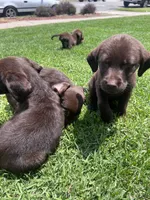 Brothers , a male Labrador Retriever for sale in Compton, CA – 7 of 7
