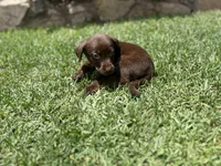 Brothers , a male Labrador Retriever for sale in Compton, CA – 4 of 7