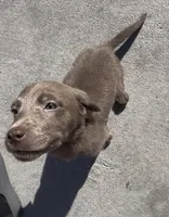 Brothers , a male Labrador Retriever for sale in Compton, CA – 2 of 7