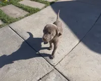 Brothers , a male Labrador Retriever for sale in Compton, CA – 3 of 7