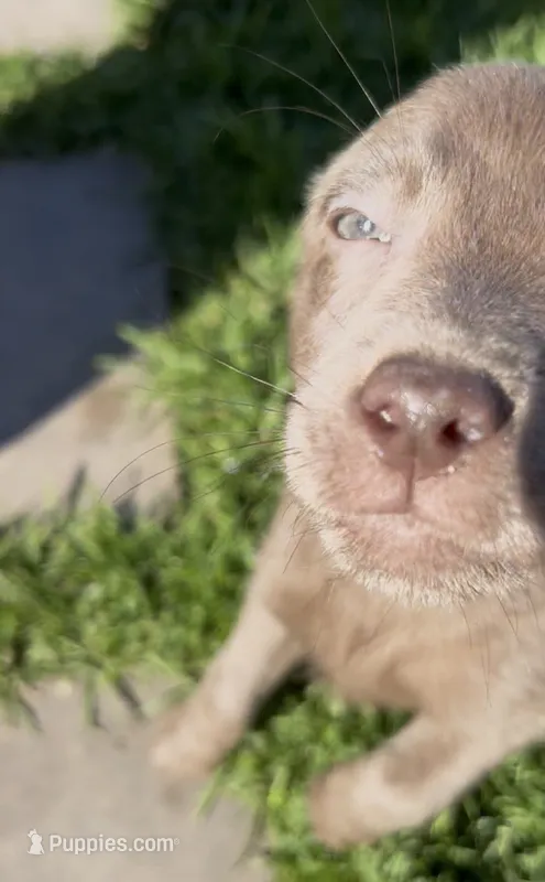 Brothers  – Labrador Retriever puppy for sale in Compton, CA