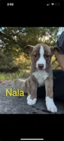 Nala, a female Akita and Alaskan Husky for sale in Lawrenceville, GA – 2 of 3