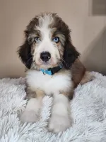 Blue Eyes, a female Aussiedoodle for sale in Canton, TX – 1 of 3