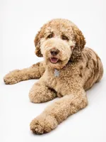 Gorgeous, a female Aussiedoodle for sale in Canton, TX – 3 of 3