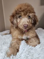 Gorgeous, a female Aussiedoodle for sale in Canton, TX – 1 of 3