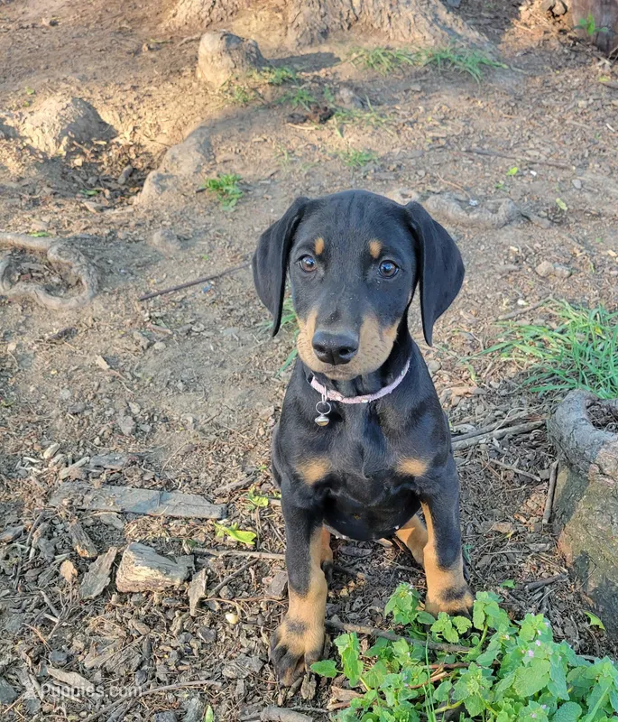 Lillith – Doberman Pinscher puppy for sale in Winchester, VA