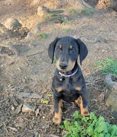 Lillith, a female Doberman Pinscher for sale in Winchester, VA – 1 of 1