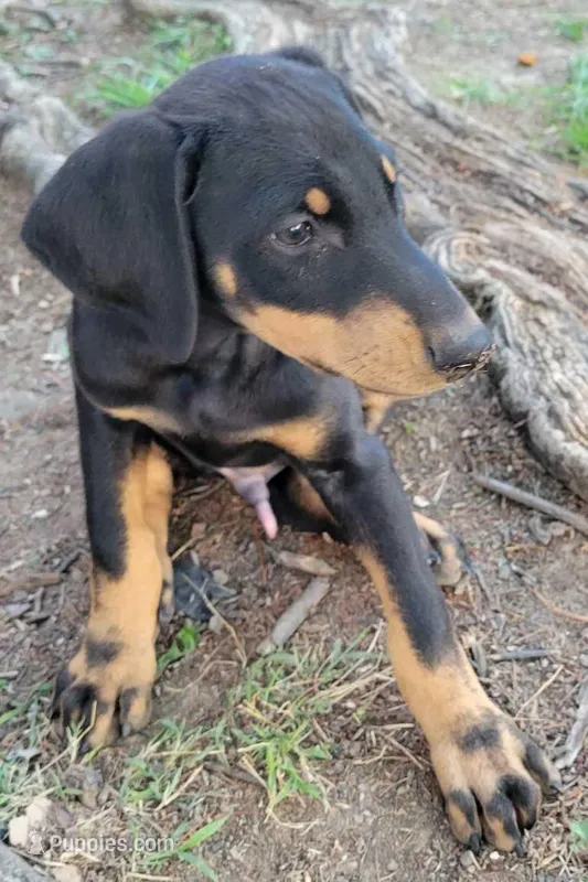 Gabriel – Doberman Pinscher puppy for sale in Winchester, VA