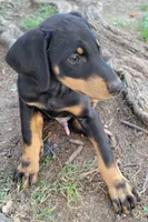 Gabriel, a male Doberman Pinscher for sale in Winchester, VA – 1 of 1