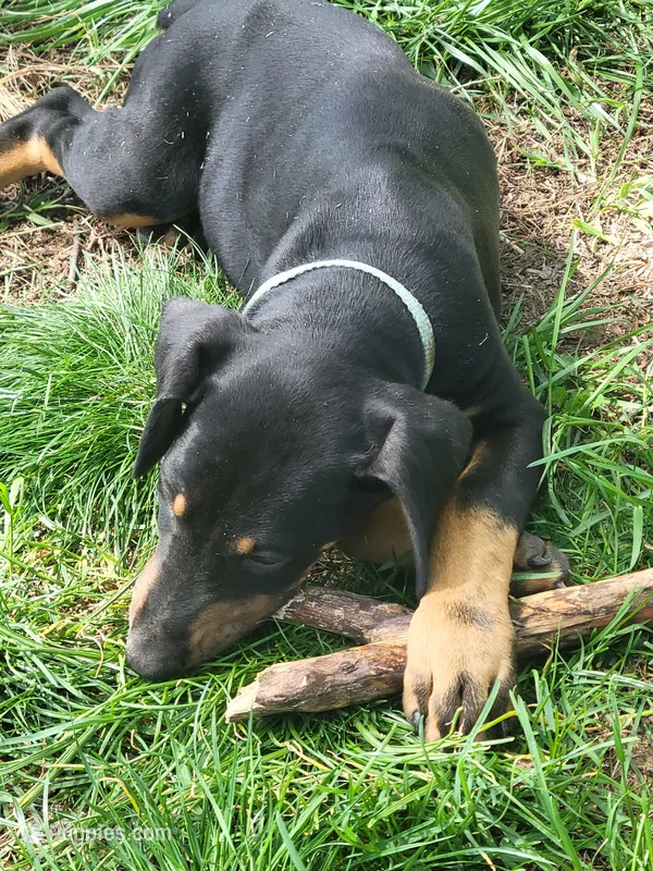 Setesh – Doberman Pinscher puppy for sale in Winchester, VA