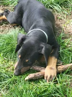 Setesh, a male Doberman Pinscher for sale in Winchester, VA – 1 of 1