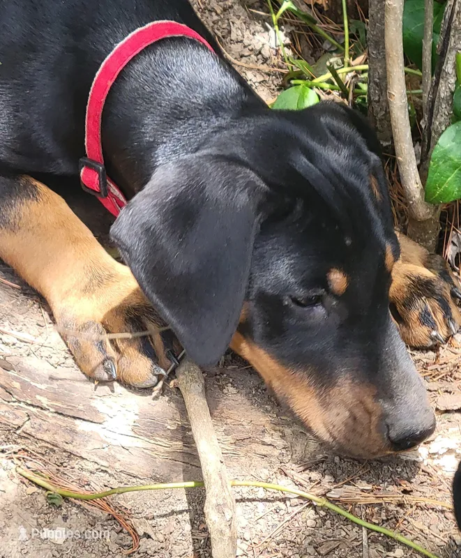 Circe – Doberman Pinscher puppy for sale in Winchester, VA