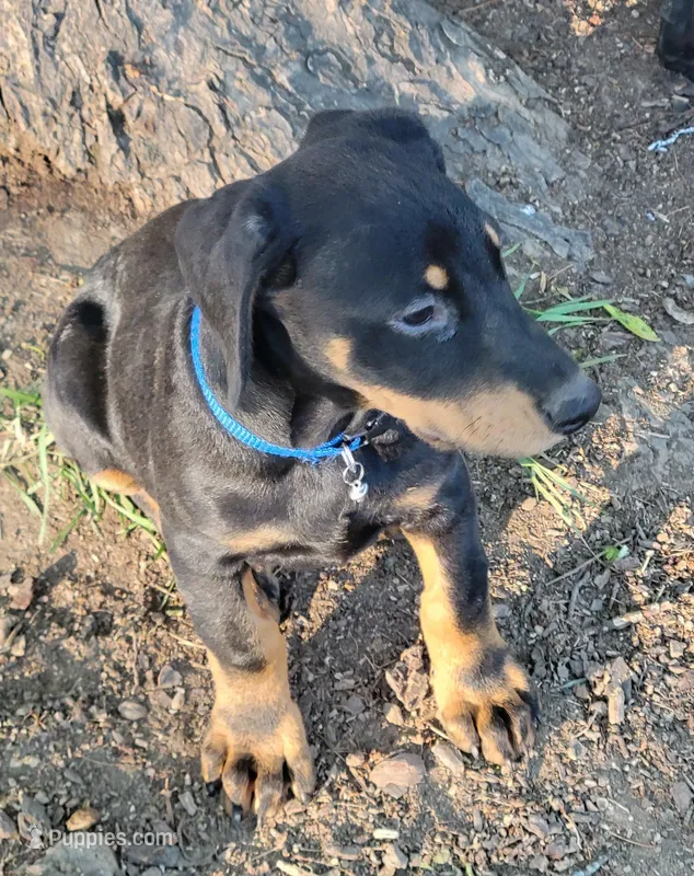 Azrael – Doberman Pinscher puppy for sale in Winchester, VA