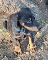 Azrael, a male Doberman Pinscher for sale in Winchester, VA – 1 of 1