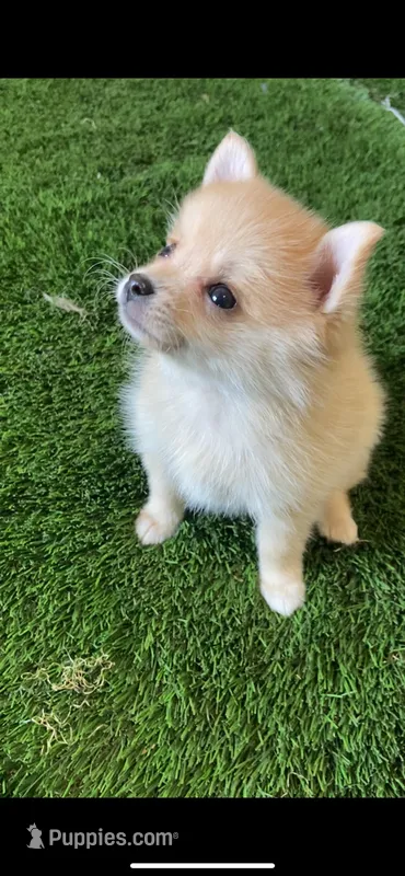 Foxxy – Pomsky puppy for sale in Woodburn, OR