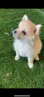 Foxxy, a female Pomsky for sale in Woodburn, OR – 1 of 2