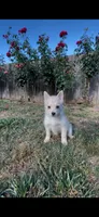 Daisy, a female Pomsky for sale in Woodburn, OR – 2 of 2