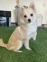 Daisy, a female Pomsky for sale in Woodburn, OR – 2 of 4