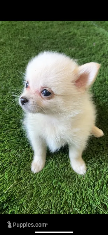 Luna  – Pomsky puppy for sale in Woodburn, OR