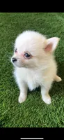 Luna , a female Pomsky for sale in Woodburn, OR – 1 of 2