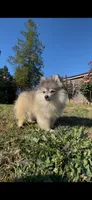Astrid, a female Pomsky for sale in Woodburn, OR – 2 of 4