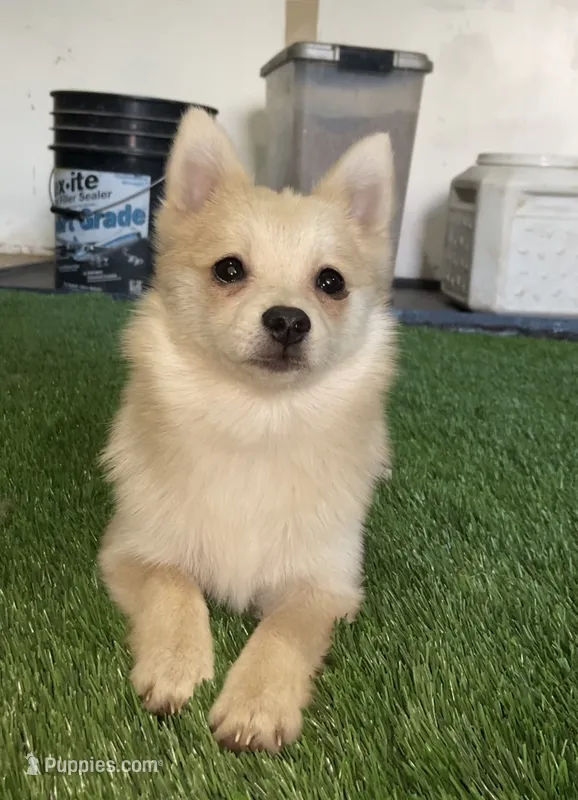 Daisy – Pomsky puppy for sale in Woodburn, OR