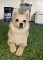 Daisy, a female Pomsky for sale in Woodburn, OR – 1 of 4